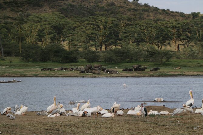 4 Day Safari in Maasai Mara and Lake Nakuru National Park