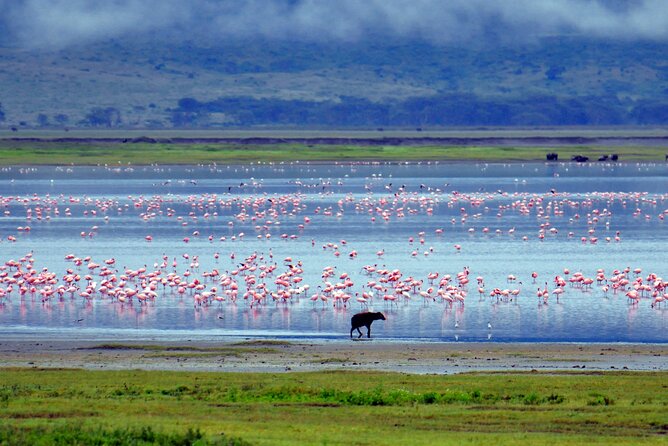 4-Day Serengeti, Ngorongoro & Tarangire Private Camping Tour