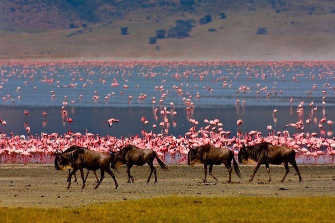 4 Days / 3 Night Safari to Ngorongoro / Serengeti - Wildlife Encounters