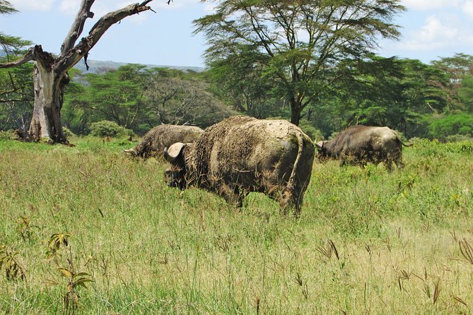 4 Days, 3 Nights Safari – Lake Nakuru and Maasai Mara Safari - Accommodation Details