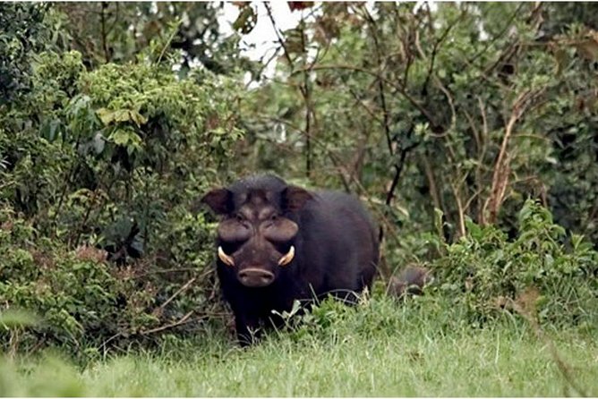 4 Days Aberdare, Lake Nakuru, Lake Naivasha Safari (Minimum 2 Persons)