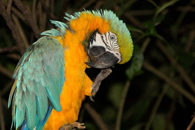 4 Days Amazon Tena Lodge Tour in Archidona - Included Meals and Amenities
