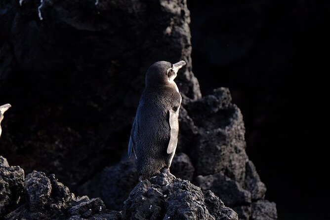 4 Days Galapagos Total Experiences - Accommodation Details
