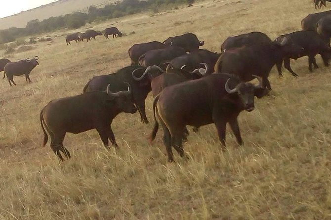 4 Days Great Migration Maasai Mara and Lake Nakuru Safari in Kenya