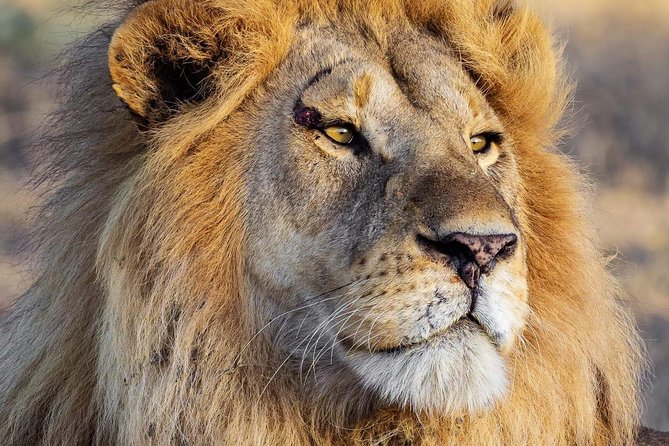 4 Days Joining Safari Tour Tanzania - Pricing and Booking Information