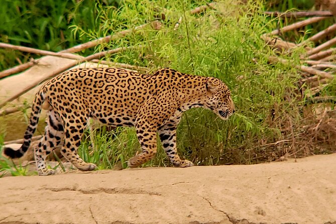 4 Days Jungle Adventure in Manu National Park - Packing Essentials