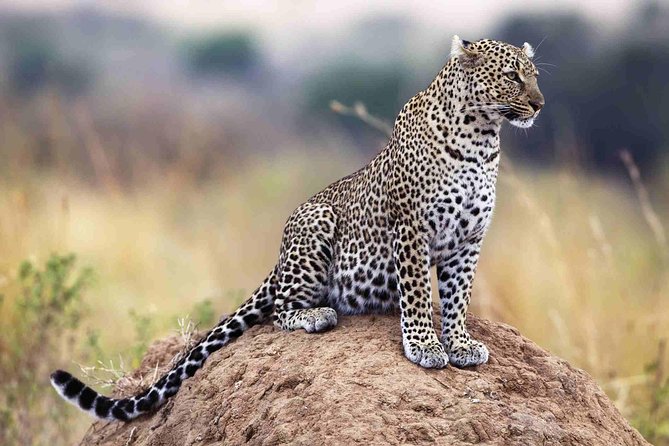 4 Days Maasai Mara and Lake Nakuru Budget Safari in Kenya - Budget Accommodations