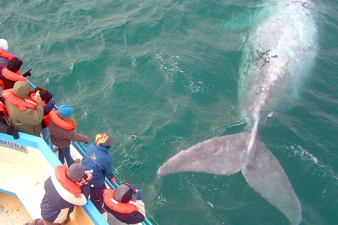 4-days Peninsula Valdes in Private Service - Whales, Penguins & Sea Lions - Accessibility Features