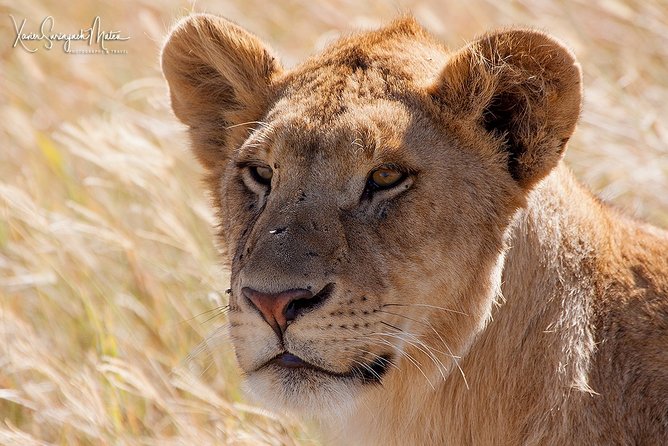 4 Days Private for 4 Pax Ngorongoro & Serengeti - Meals Included