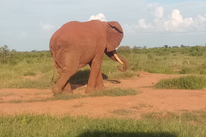 4 Days Safari Amboseli, Tsavo West and Tsavo East - Tsavo West Safari Experience