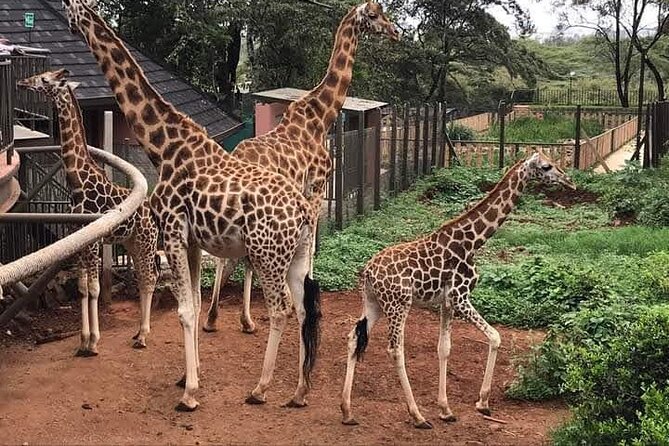 4 Days Safari Experience: Nairobi Park, City Trip And Diani Beach - Pickup Logistics and Flexibility