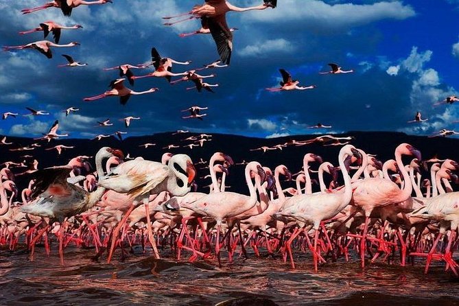4 Days Samburu , L. Nakuru & L. Bogoria Safari Package (Minimum 2 Pax) - Day 2: Lake Nakuru National Park