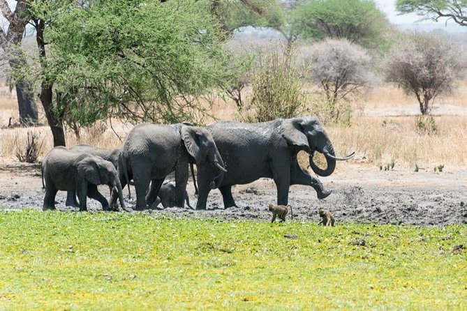 4 Days – Tarangire, Serengeti, Ngorongoro Crater - Tour Overview