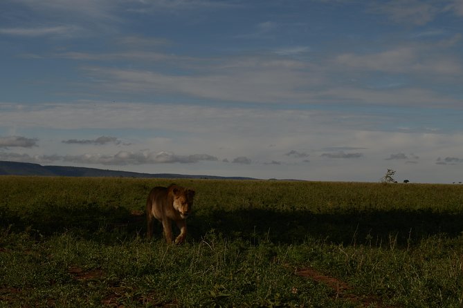 4 Days Tarangire ,Serengeti &Ngorongoro Crater Group Tour - Inclusions and Amenities