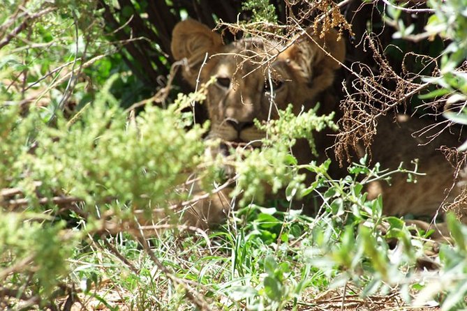 4-Days Tsavo East Tsavo West Amboseli Parks Safari From Nairobi - Accommodations and Meals Included
