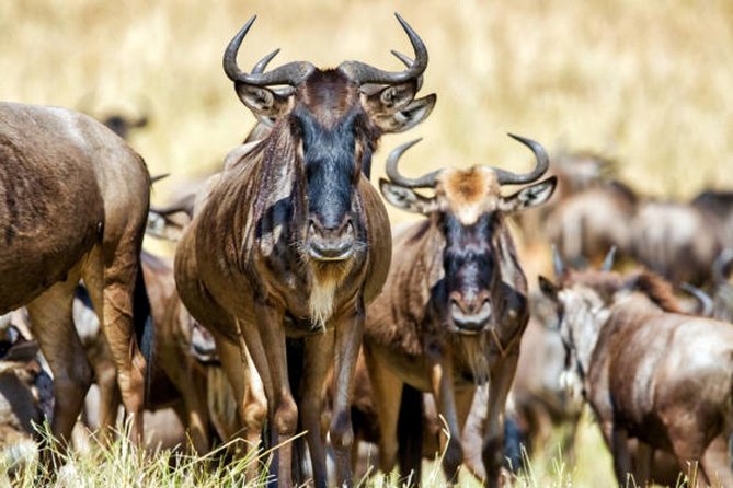 4 Days,3 Nights Group Joining Lodge Safari to Serengeti ,Ngorongoro and Manyara - Meals Included