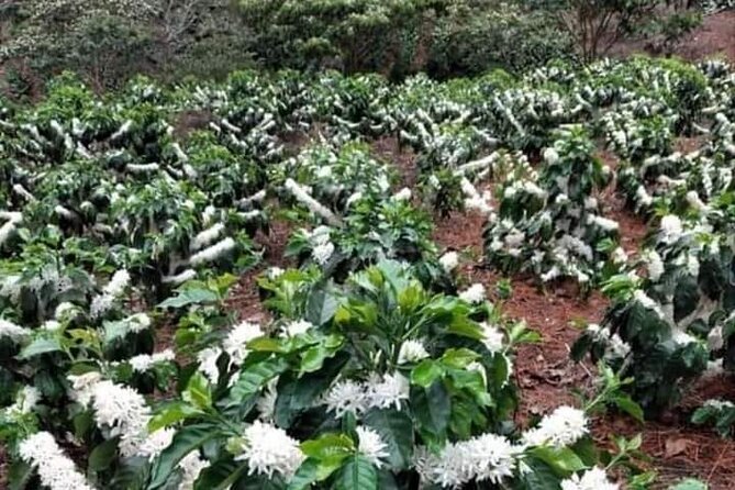 4-Hour Private Coffee Farm Tour In Nairobi - Meeting and Pickup Details