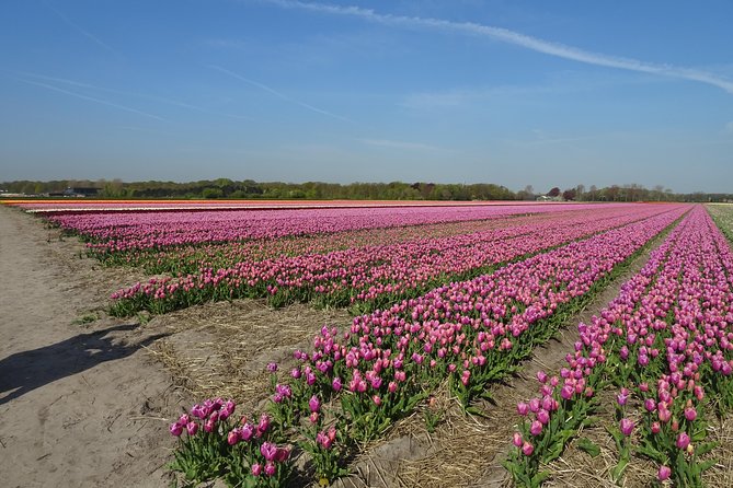 4 Hours Private Tour of the Flourishing Flowerfields by Car or Minivan - Pickup Locations and Flexibility
