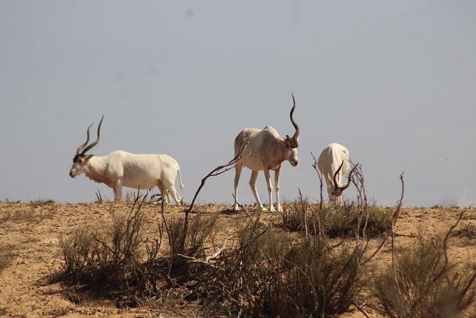 4*4 Jeep Safari & Souss Massa National Park Including Lunch - Inclusions and Exclusions