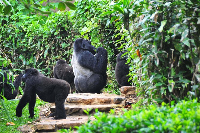 4days MOUNTAIN GORILLA TREKKING BWINDI - Inclusions and Exclusions