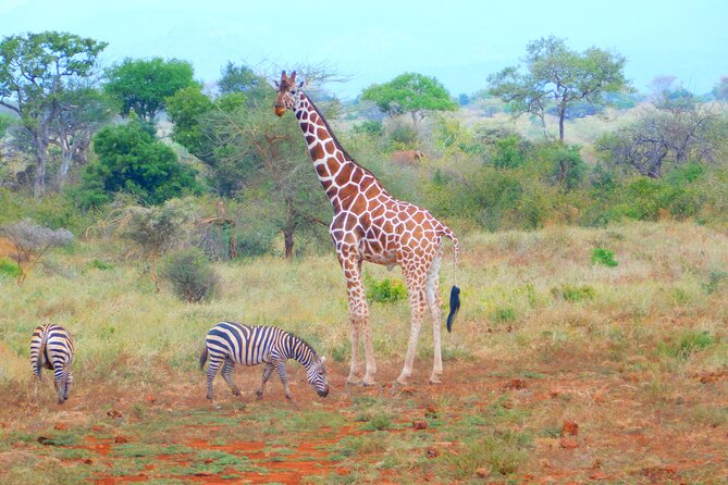 4×4 Land Cruiser Private 3 Day Safari Tour in Meru National Park