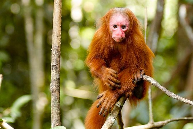 5 Day All Inclusive Private Guided Pacaya Samiria National Reserve From Iquitos - Inclusions and Exclusions