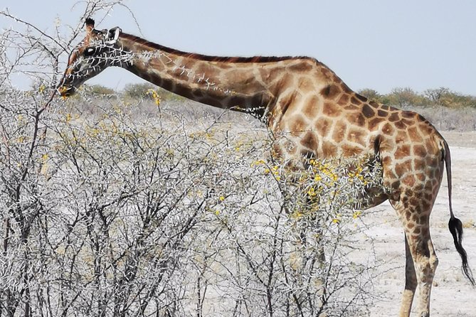 5 Day Etosha National Park Private Guided Safari Tour - Pickup Information