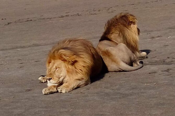 5-Day Private Classic Safari Tour of Ngorongoro and Serengeti