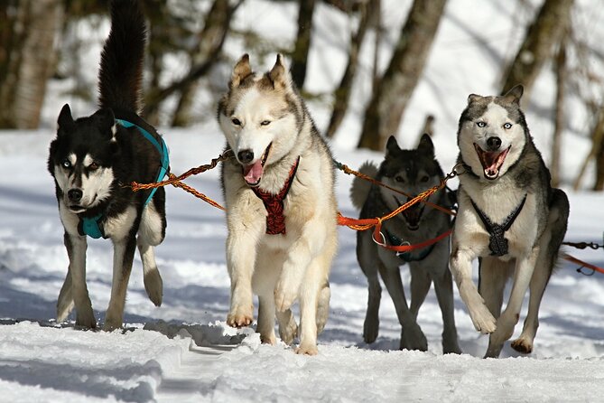 5-Day Private Norway Arctic Adventure in Norway - Northern Lights - Included Activities