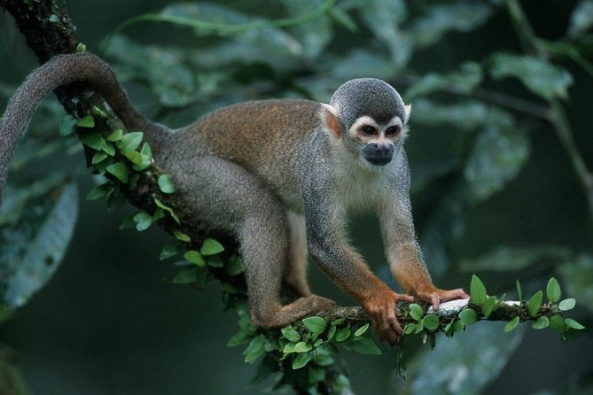 5 Day - Refugio Amazonas Classic Program - Group Service - Itinerary Highlights
