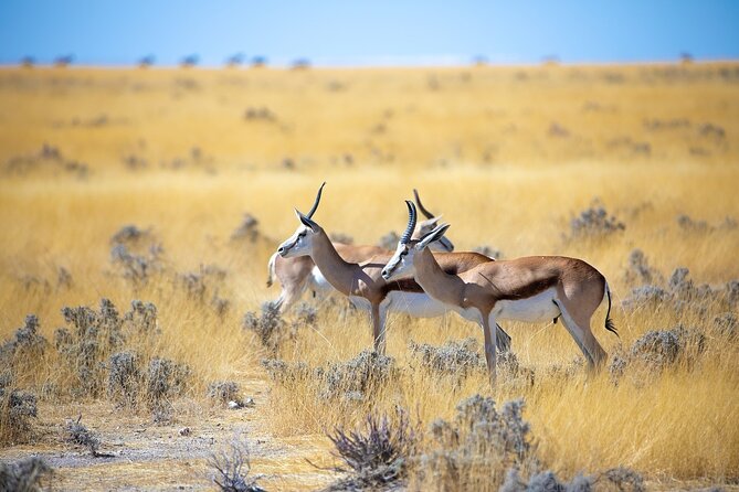 5 Days / 4 Nights Namibian Adventure ( Comfort) - Accommodation Details
