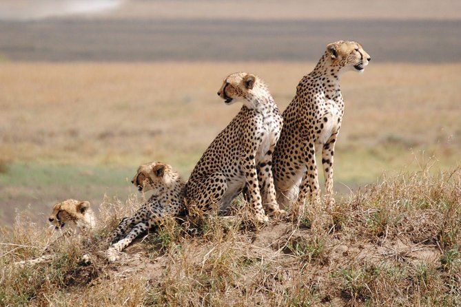 5 Days Camping Budget Safari to Manyara Serengeti and Ngorongoro National Parks - Camping Gear and Accommodation