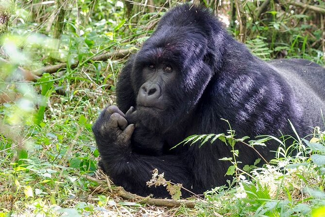 5 Days Christmas Holiday Gorilla, Chimpanzee and Game Safari - Day 2: Chimpanzee Trekking