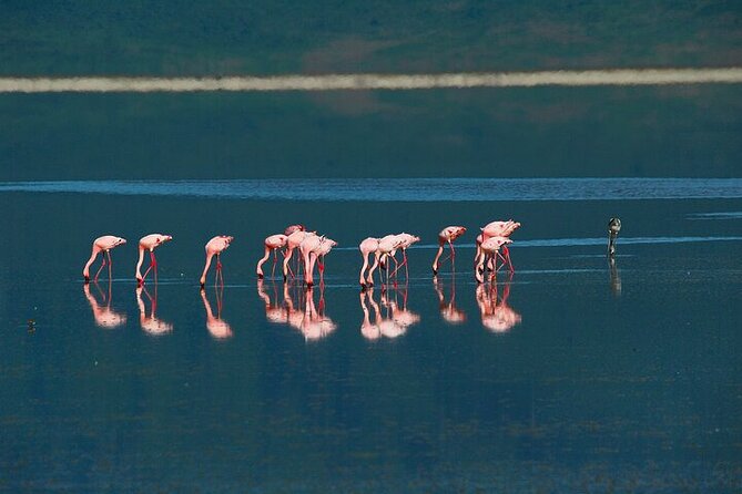 5 Days Exclusive Camping Adventure in Northern Tanzania - Inclusions and Amenities