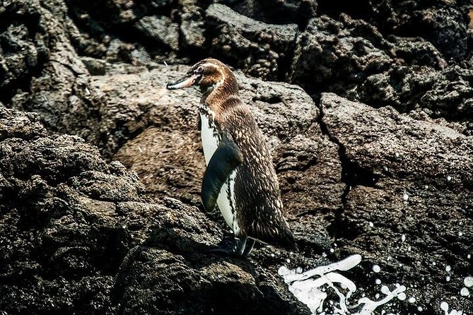 5 Days Galapagos Top II - Daily Itinerary Highlights