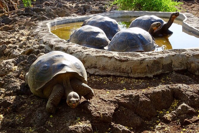 5 Days Guided Galapagos Adventure Trip - Pickup Details