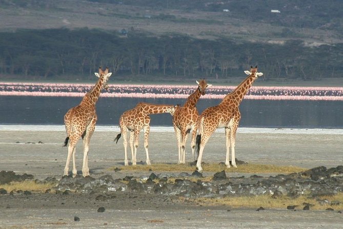 5 Days Lake Nakuru, Lake Elementaita & Masai Mara Wildlife Safari