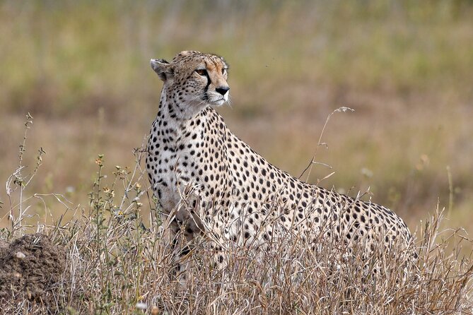 5 Days Migration Safaris