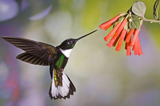 5 Days - Natural Ecuador - Discover Mindos Wildlife