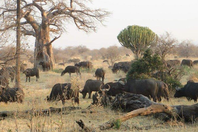 5-Days Ruaha Balloon Experience and Kitulo Plateau National Park