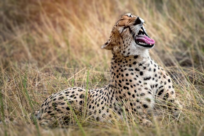 5 Days Serengeti, Ngorongoro, Manyara and Tarangire Group Safari