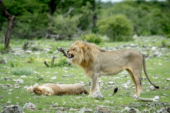 5 Days Sossusvlei, Swakopmund and Etosha NP Camping - Meals and Beverages