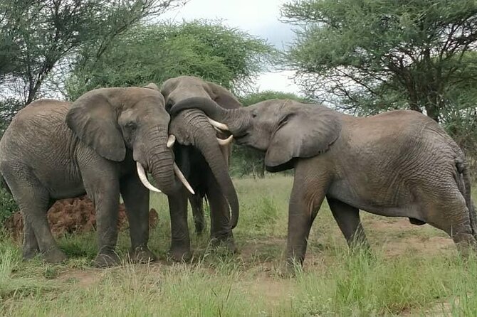 5 Days Tanzanias Wildlife Joint Safari.