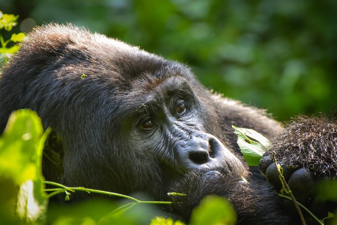 5 Days Uganda Gorilla and Wildlife Safari - Included Activities