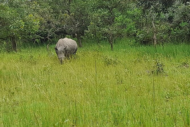 5 Days Uganda Wildlife Tour & Chimpanzee Habituation Experience - Pickup Information