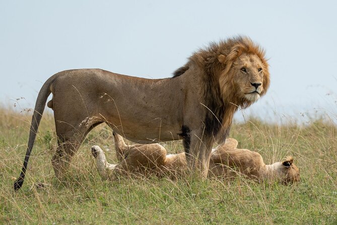 6-Day Ngorongoro & Serengeti Private Guided Safari - Safari Highlights
