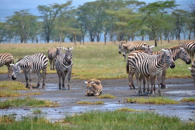 6-Day Private Tour in Samburu, Nakuru and Maasai Mara - Pickup Details and Schedule