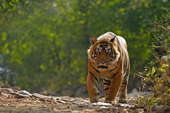 6-Day Private Tour of Indian Wildlife & Palaces From Colombo Port - Tour Inclusions