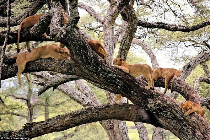 6 Day Serengeti Wildebeest Migration Camping Safari