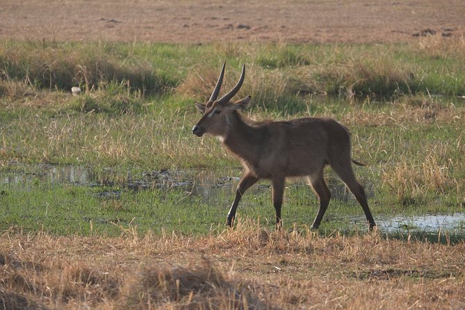 6 Day Walking Safari Botswana - Safari Overview